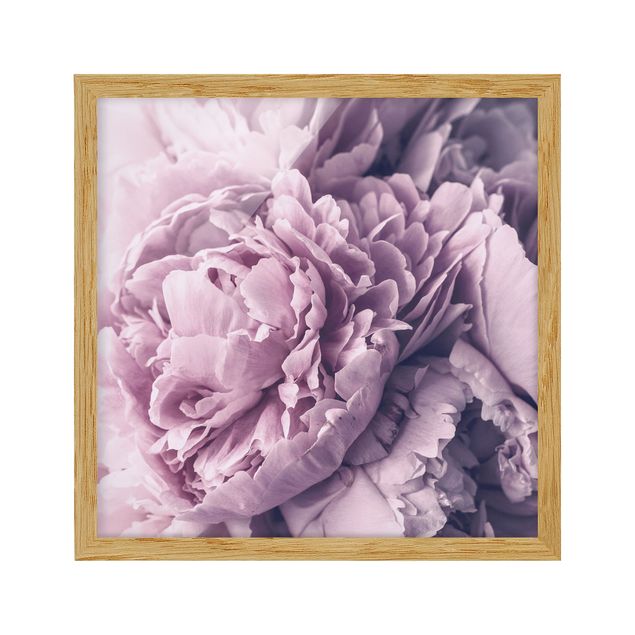 Floral prints Purple Peony Blossoms