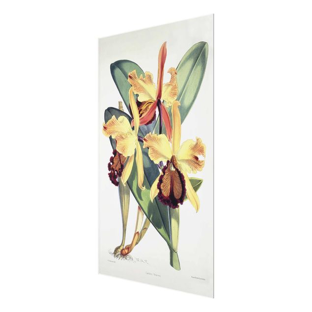 Art prints Walter Hood Fitch - Orchid
