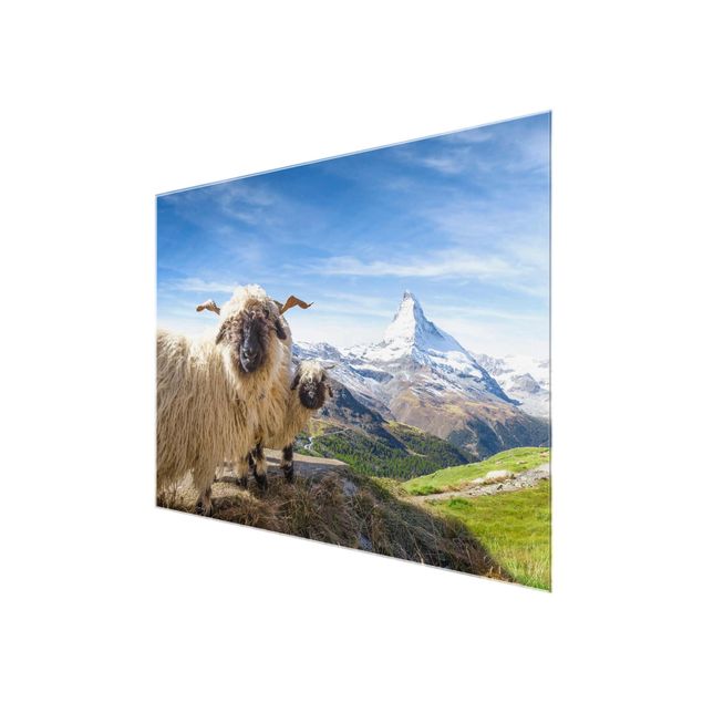 Glass prints architecture and skylines Blacknose Sheep Of Zermatt