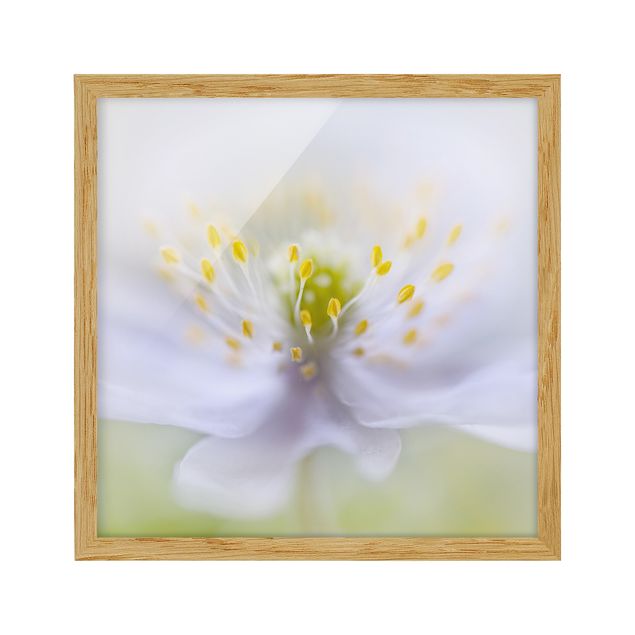 Framed floral Anemone Beauty