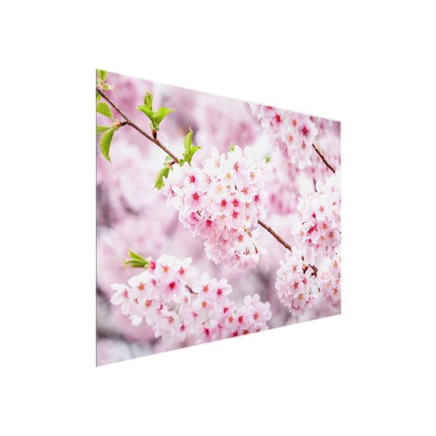 Glass prints flower Japanese Cherry Blossoms
