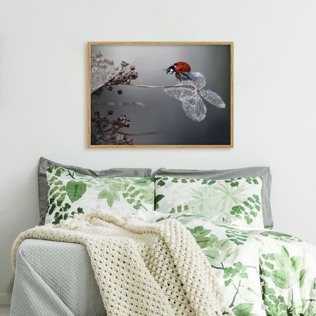 Prints floral Ladybird On Hydrangea