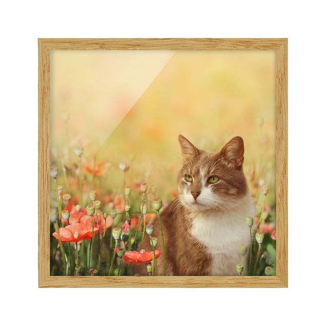 Animal wall art Cat In A Field Of Poppies