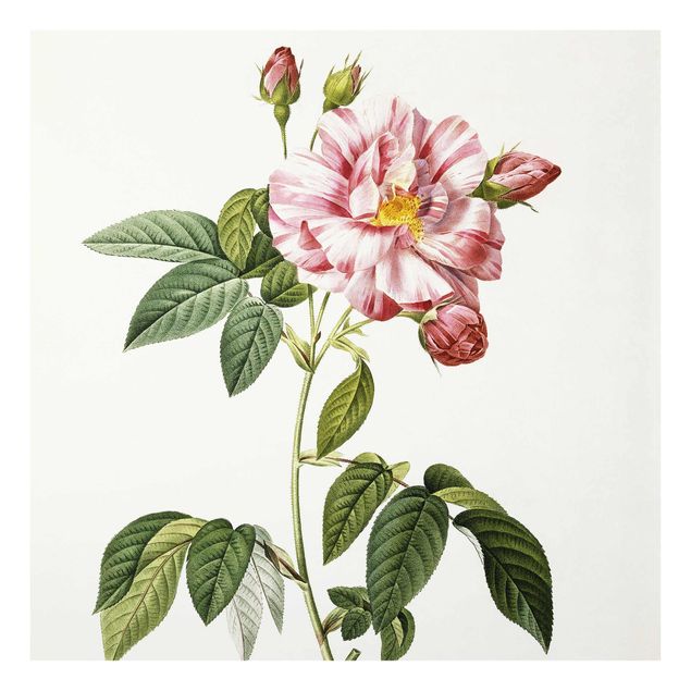 Glass prints flower Pierre Joseph Redoute - Pink Gallica Rose