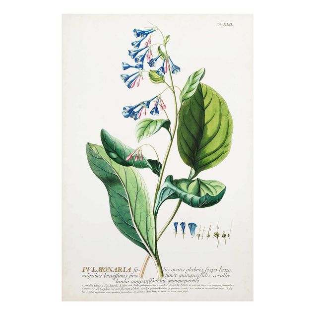Green canvas wall art Vintage Botanical Illustration Lungwort