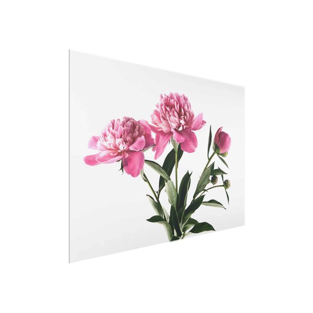 Glass prints flower Pink Flowers And Buds On White
