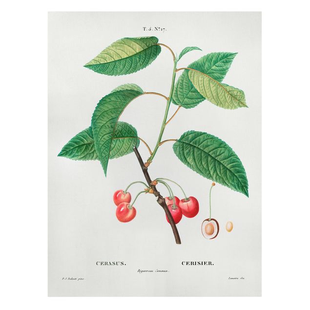Canvas prints fruits and vegetables Botany Vintage Illustration Red Cherries