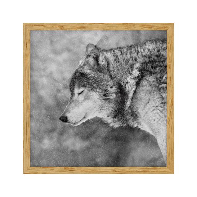 Black and white framed photos Winter Wolf