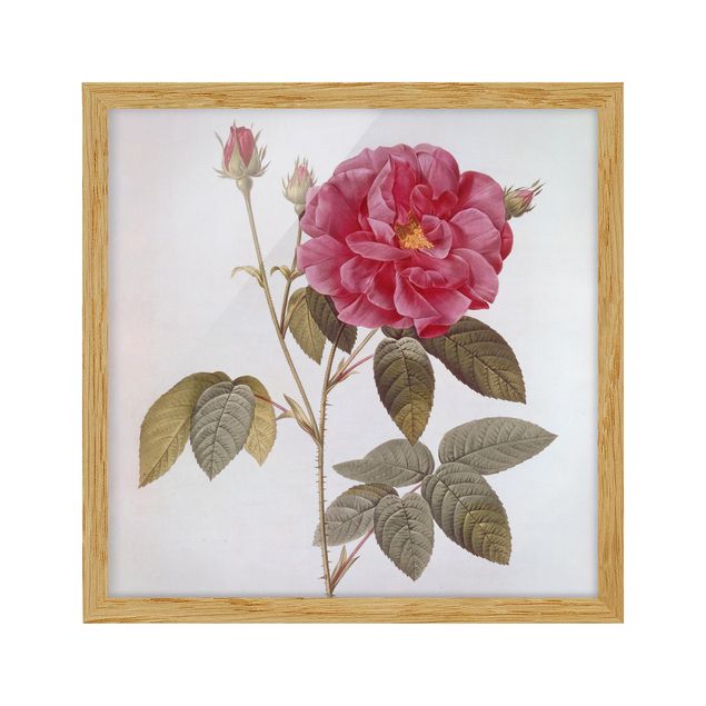 Vintage wall art Pierre Joseph Redoute - Apothecary's Rose