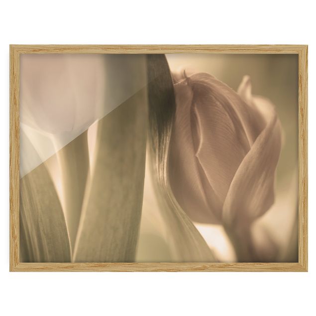 Flowers framed Delicate Tulip
