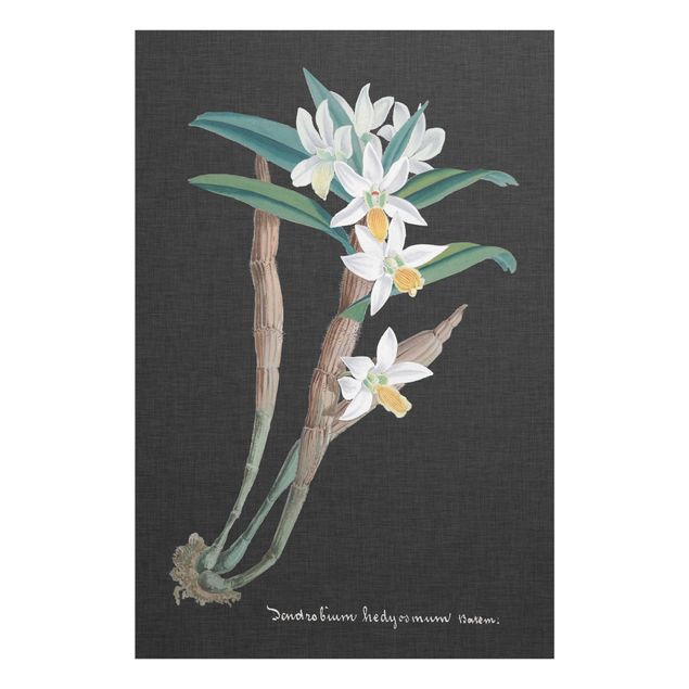 Prints vintage White Orchid On Linen I