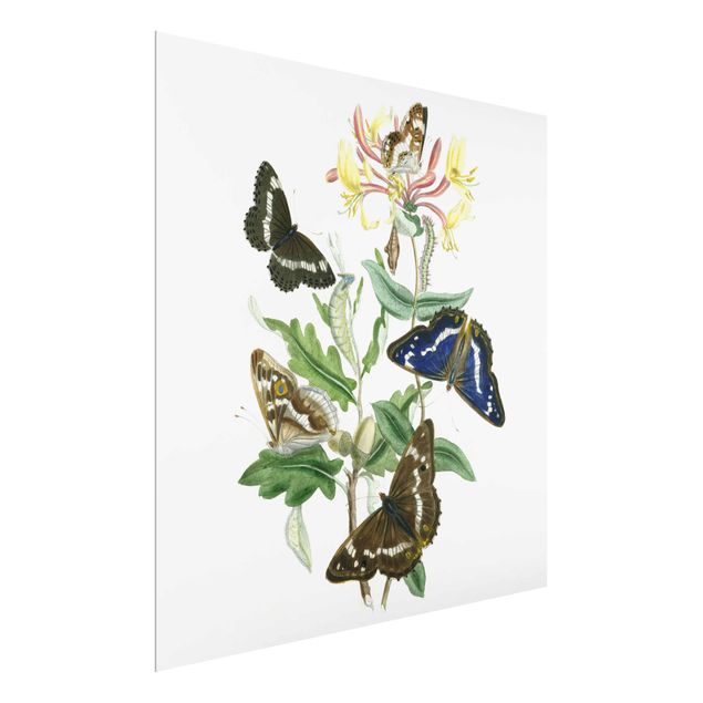 Prints floral British Butterflies IV