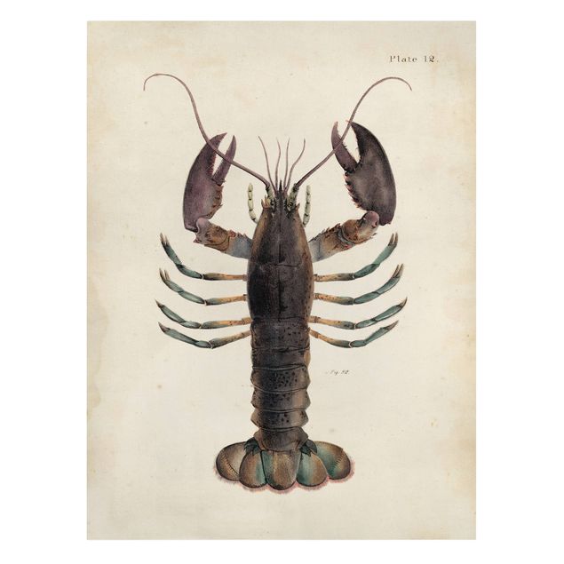 Prints brown Vintage Illustration Lobster