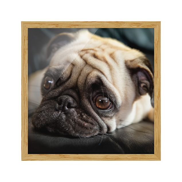Framed animal prints Pensive Pug
