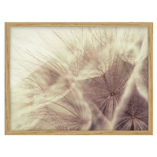 Prints flower Detailed Dandelion Macro Shot With Vintage Blur Effect