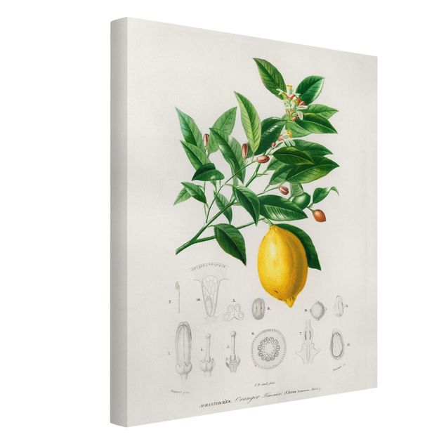 Prints flower Botany Vintage Illustration Of Lemon