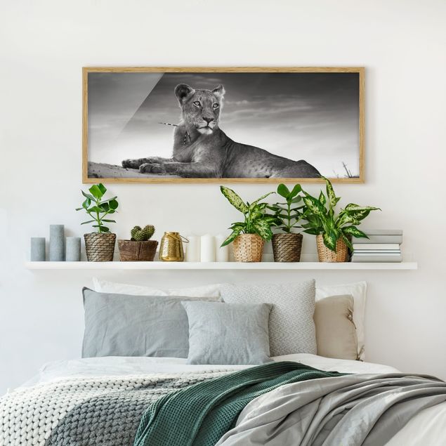 Prints modern Resting Lion