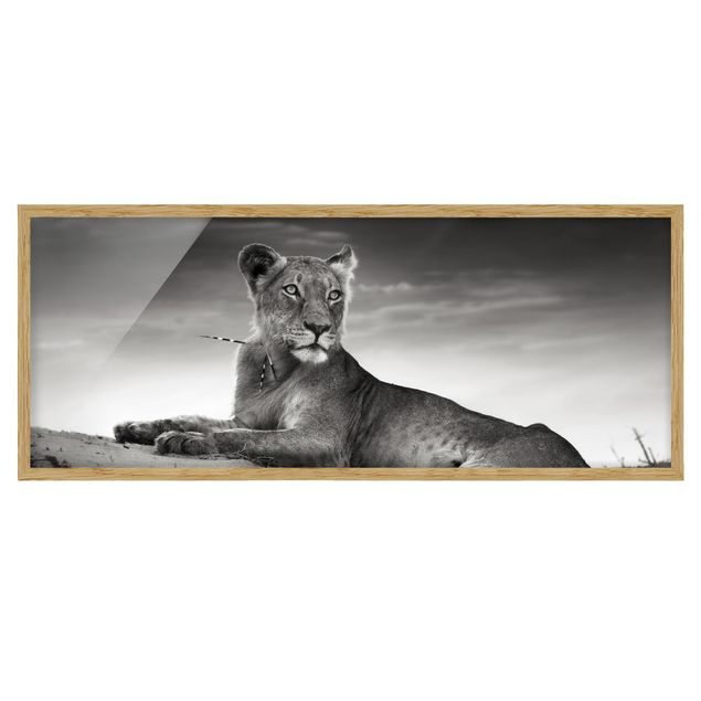 Black and white framed photos Resting Lion