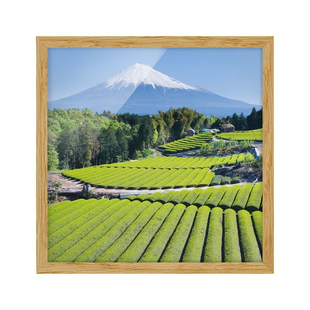 Trees on canvas Tea Fields In Front Of The Fuji
