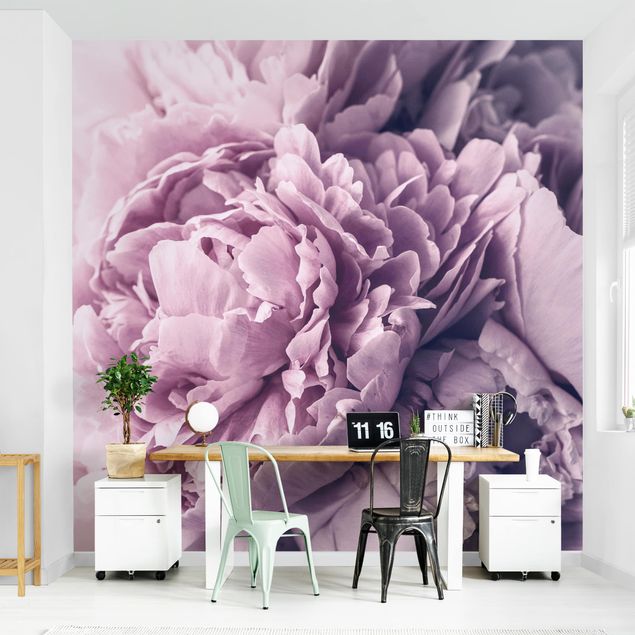 Wallpapers flower Purple Peony Blossoms