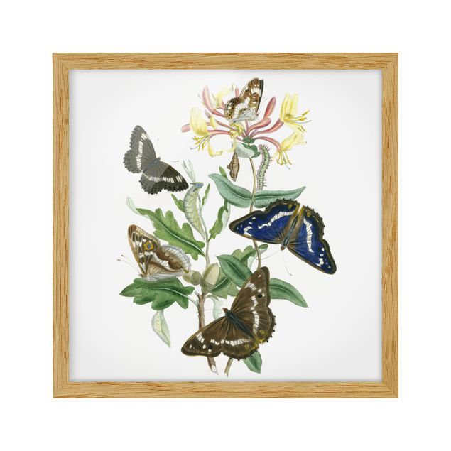 Animal canvas British Butterflies IV