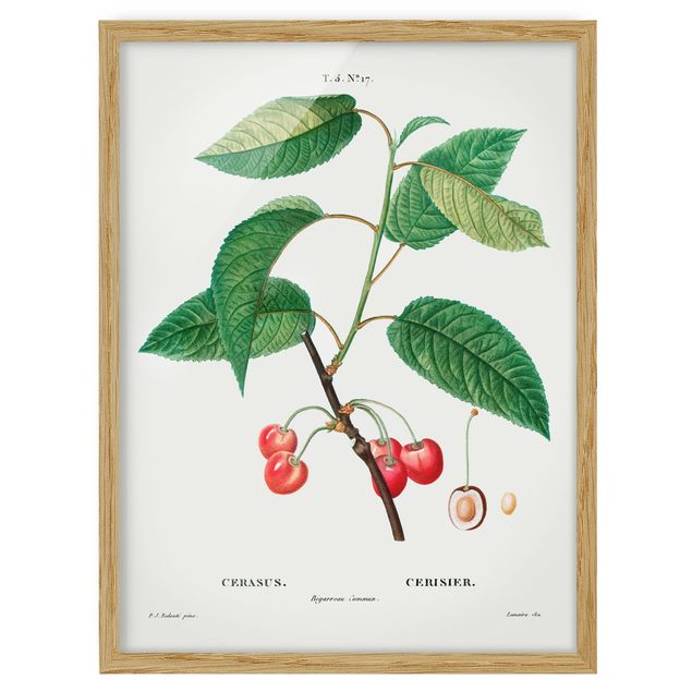 Prints flower Botany Vintage Illustration Red Cherries