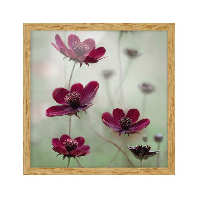 Framed floral Pink Cosmos Flower