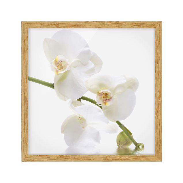 Floral picture White Orchid Waters