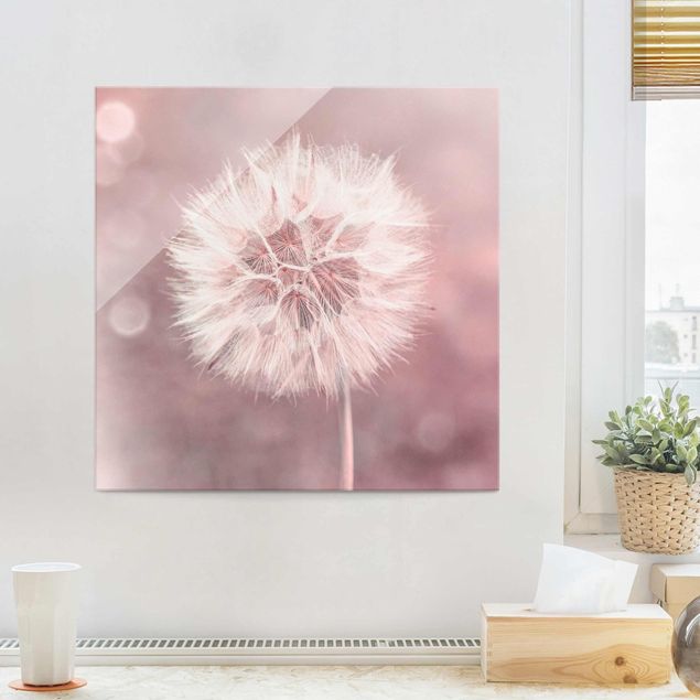 Glass prints dandelion clock Dandelion Bokeh Light Pink