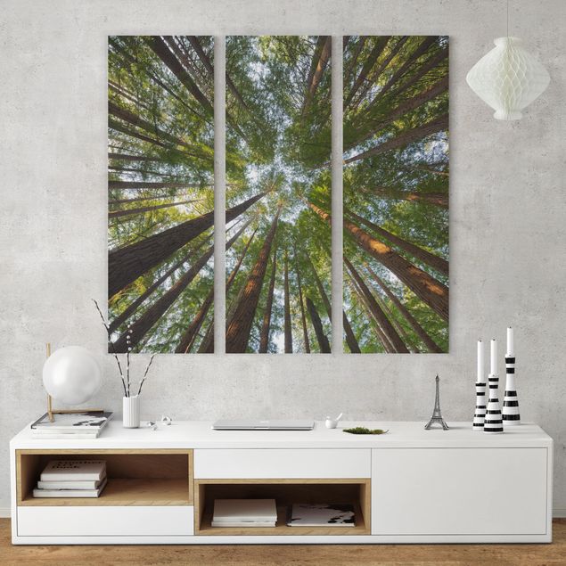 Mountain art prints Sequoia Tree Tops