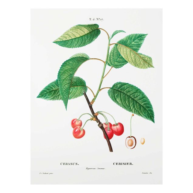Green canvas wall art Botany Vintage Illustration Red Cherries