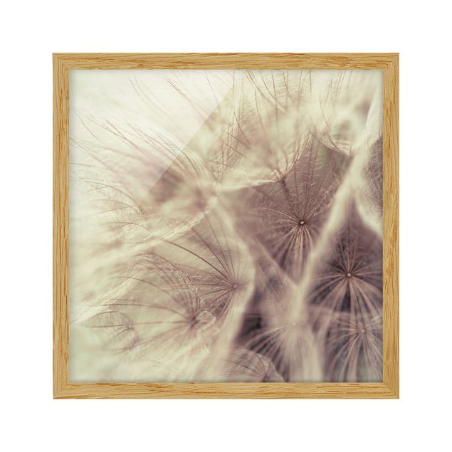 Prints flower Detailed Dandelion Macro Shot With Vintage Blur Effect