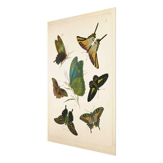 Turquoise canvas wall art Vintage Illustration Exotic Butterflies