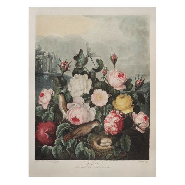Prints flower Botany Vintage Illustration Of Roses