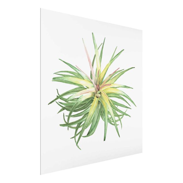 Floral picture Air Plant Watercolour III