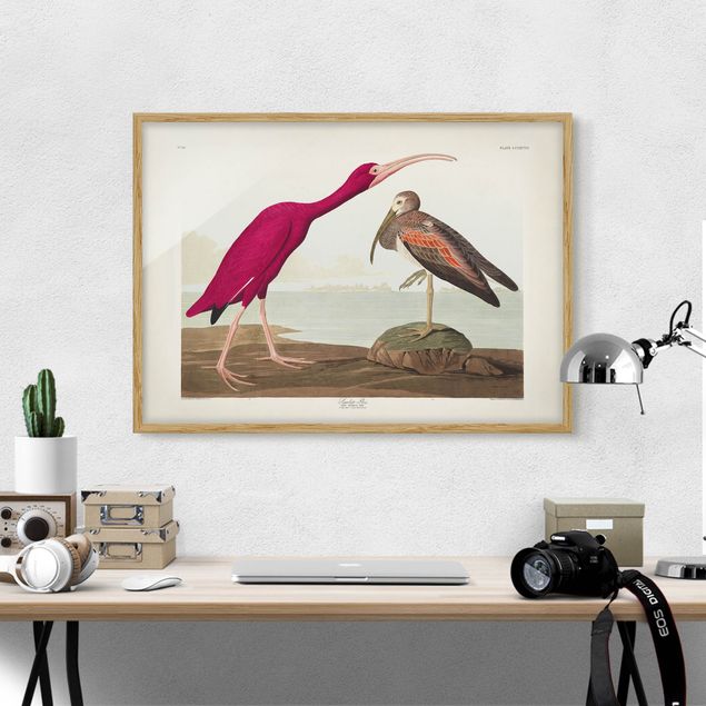 Framed beach pictures Vintage Board Red Ibis