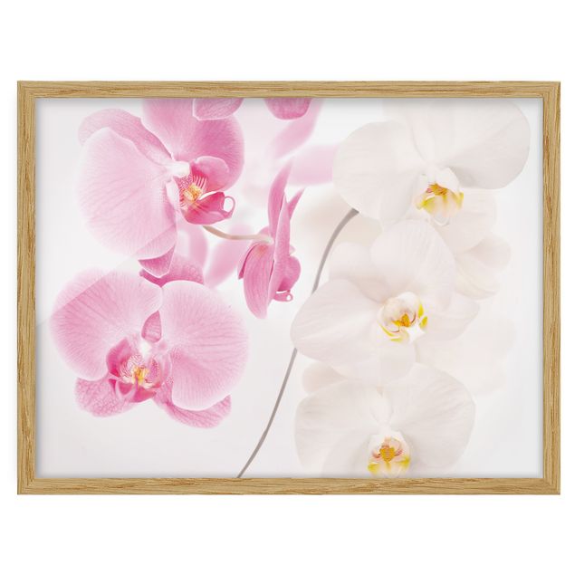 Prints floral Delicate Orchids