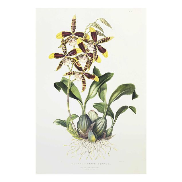 Glass prints flower Maxim Gauci - Orchid II
