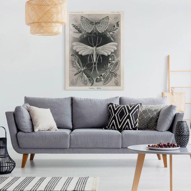 Butterfly canvas Vintage Board Moths And Butterflies