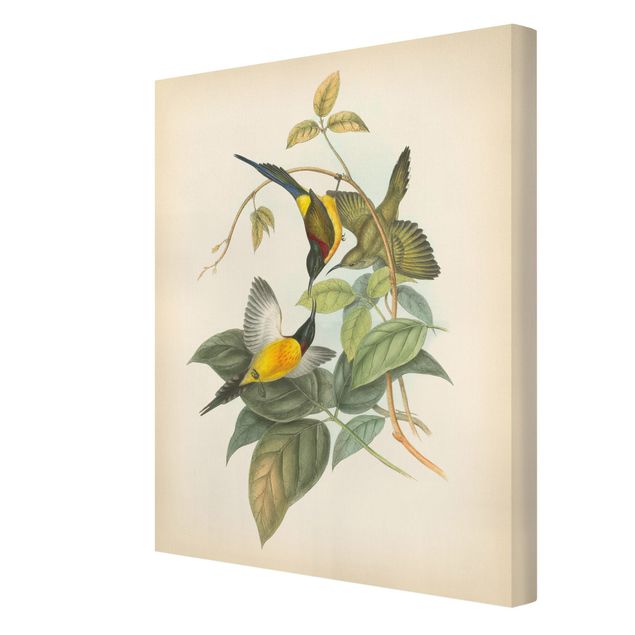 Green art prints Vintage Illustration Tropical Birds IV
