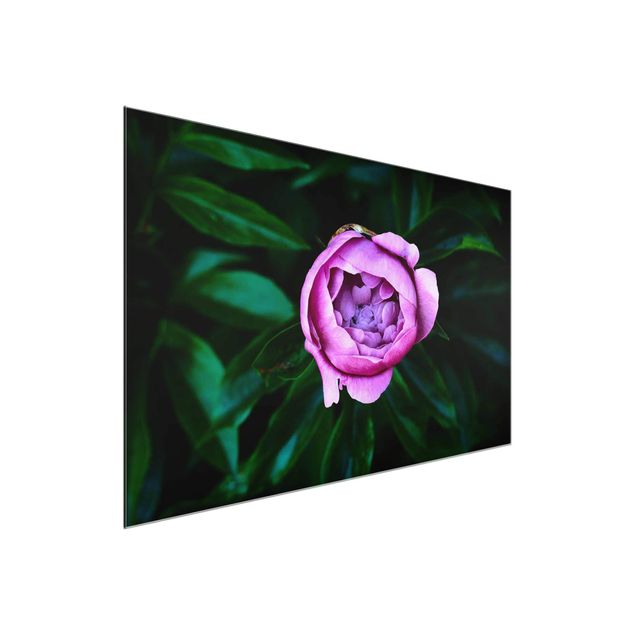 Glass prints flower Purple Peonies Blossoms In Front Of Leaves