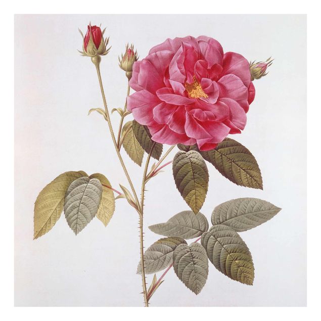 Glass prints flower Pierre Joseph Redoute - Apothecary's Rose