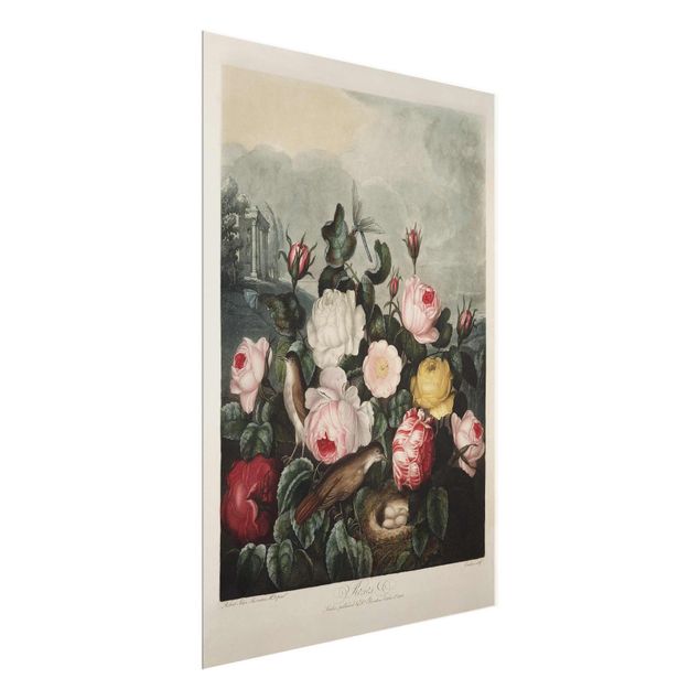Vintage posters Botany Vintage Illustration Of Roses