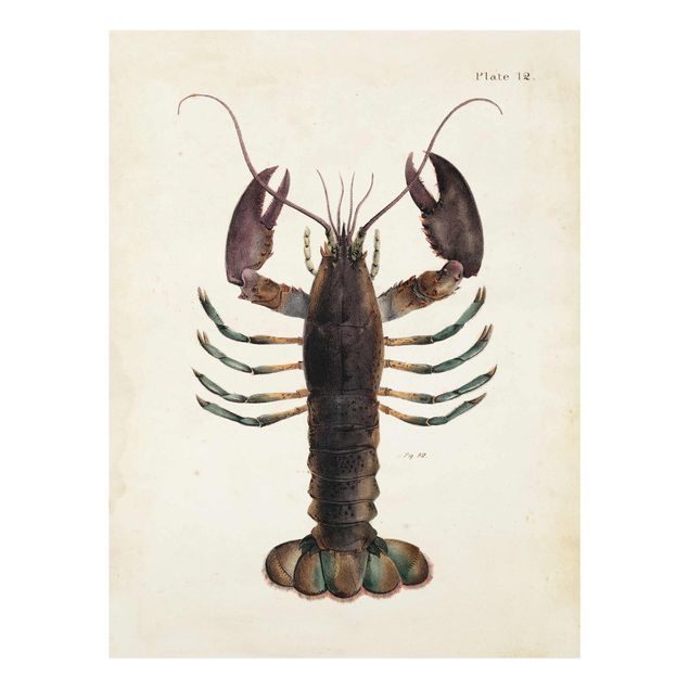 Prints brown Vintage Illustration Lobster