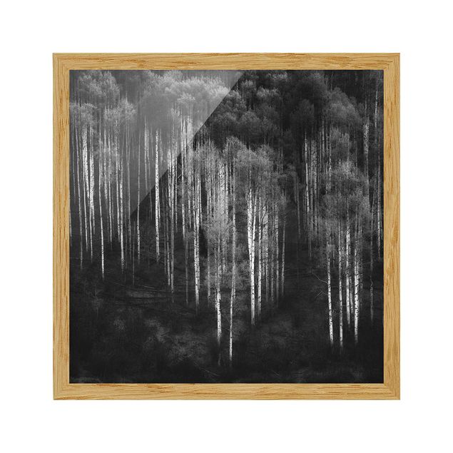 Modern art prints Birch Forest In Aspen
