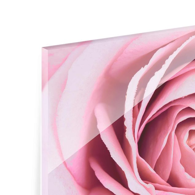 Pink art canvas Pink Rose Blossom