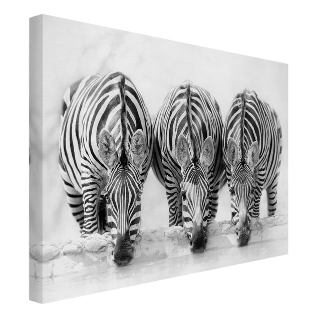 Canvas black and white Zebra Trio In Black And White