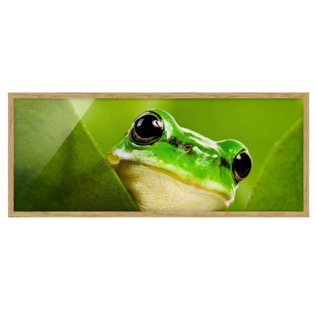 Framed animal prints Frog