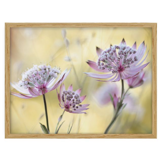 Flower pictures framed Astrantia Major