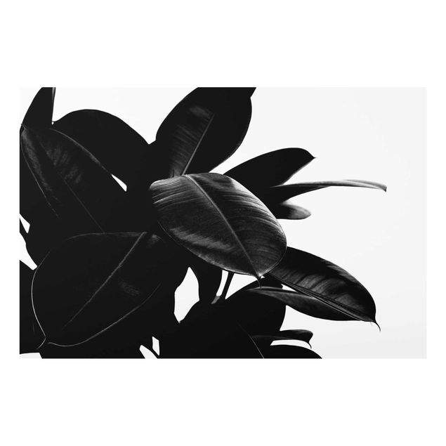 Prints black and white Rubber Tree Black And White
